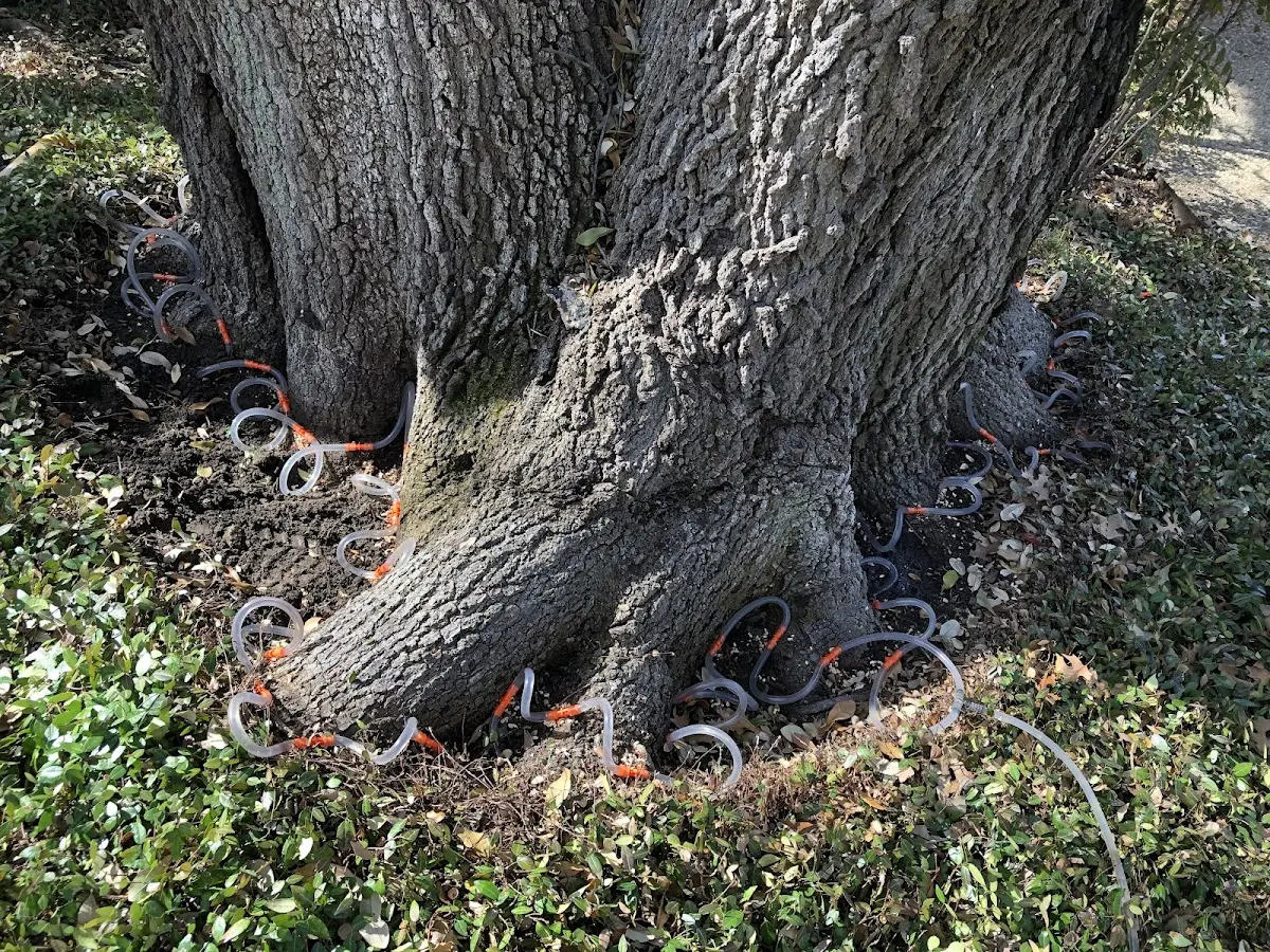 Detailed Tree Cabling and Bracing job site in South Padre Island