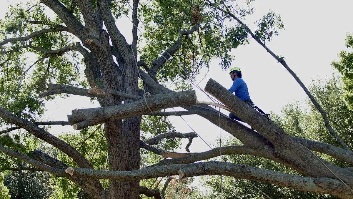 Professional Crown Thinning performed by certified arborists in South Padre Island