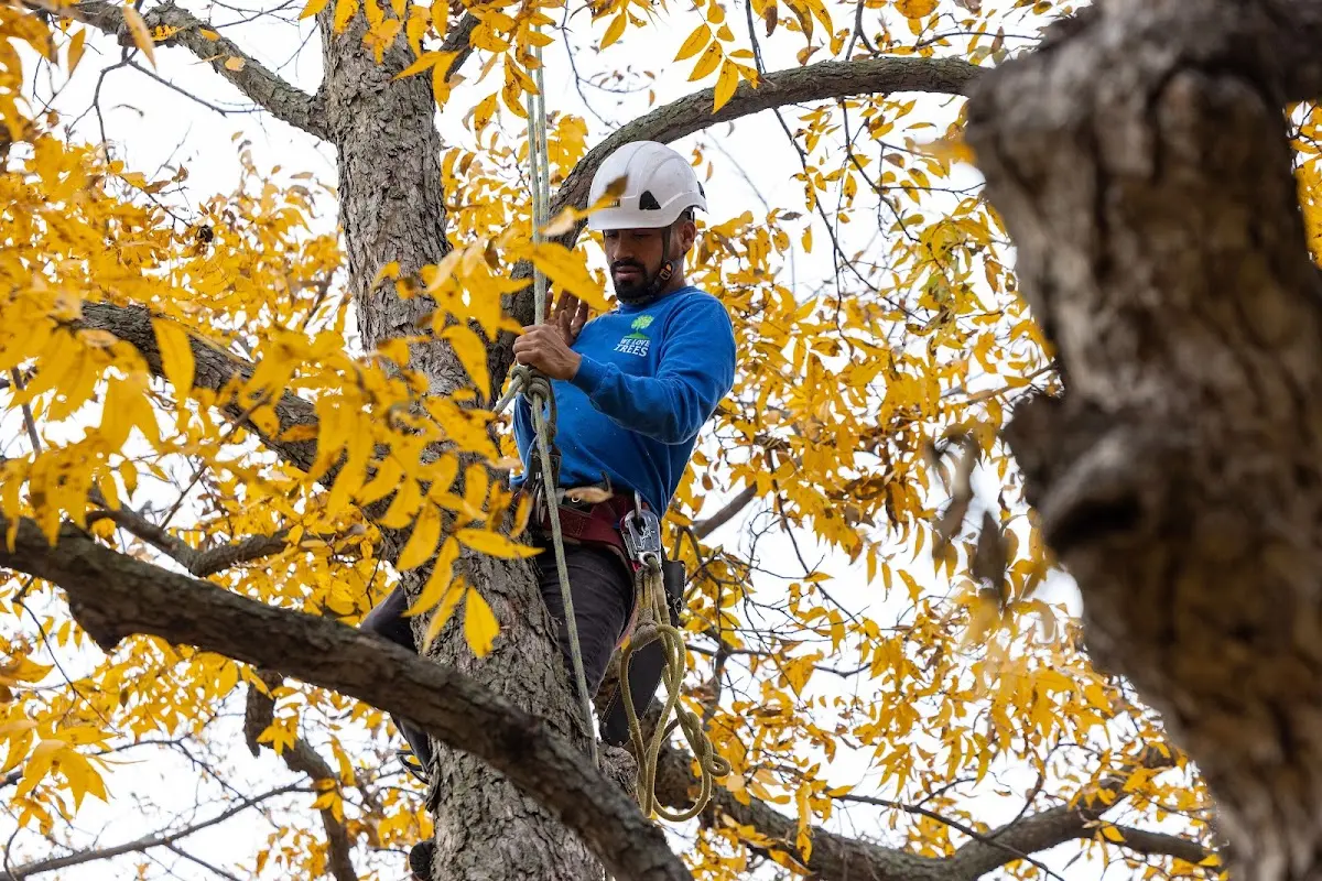 Skilled Tree Pruning crew working in South Padre Island