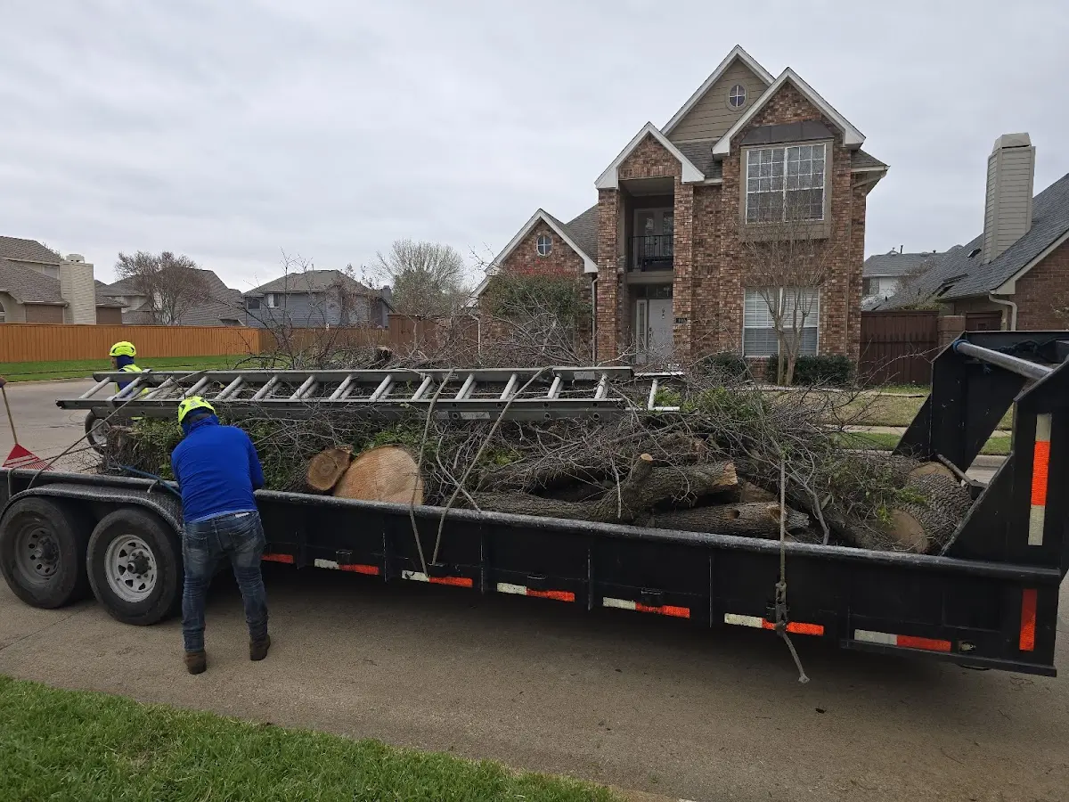 Expert Tree Removal with proper safety equipment in South Padre Island